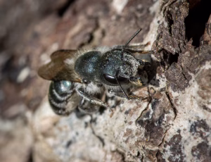 Blå murerbi - Osmia caerulescens - Hun, , Fotograf Claus Bach.
