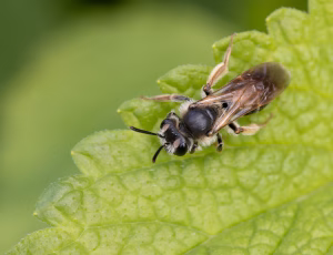 Gulbenet jordbi - Andrena chrysosceles - Hun, , Fotograf Claus Bach.