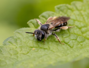 Gulbenet jordbi - Andrena chrysosceles - Hun, , Fotograf Claus Bach.