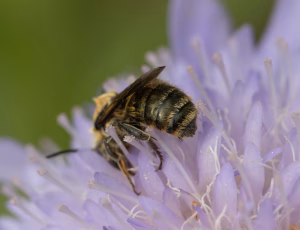 Blå murerbi - Osmia caerulescens - Han, , Fotograf Claus Bach.