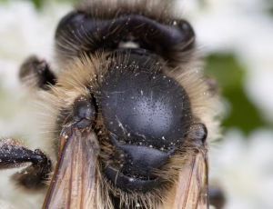 Bredrandet jordbi - Andrena synadelpha, , Fotograf Claus Bach.