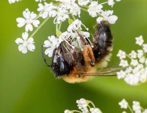 Sortbrun jordbi - Andrena nigroaenea - Hun, , Fotograf Claus Bach.