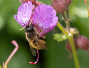 Rød murerbi - Osmia bicornis - Hun, , Fotograf Claus Bach.
