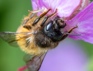 Rød murerbi - Osmia bicornis - Hun, , Fotograf Claus Bach.