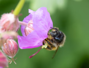 Rød murerbi - Osmia bicornis - Hun, , Fotograf Claus Bach.
