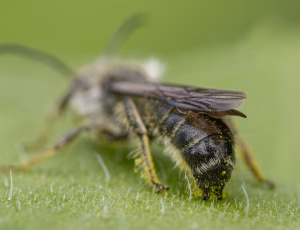 Ranunkelsaksebi - Chelostoma florisomne - Han, , Fotograf Claus Bach.