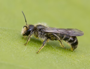 Ranunkelsaksebi - Chelostoma florisomne - Han, , Fotograf Claus Bach.