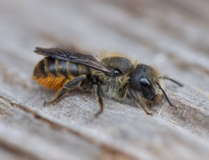 Kurvmurerbi - Osmia leaiana - Hun, , Fotograf Claus Bach.