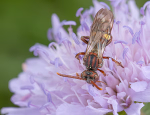 Havehvepsebi - Nomada ruficornis - Hun, , Fotograf Claus Bach.
