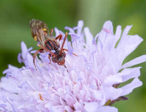 Havehvepsebi - Nomada ruficornis - Hun, , Fotograf Claus Bach.