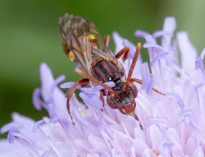 Havehvepsebi - Nomada ruficornis - Hun, , Fotograf Claus Bach.