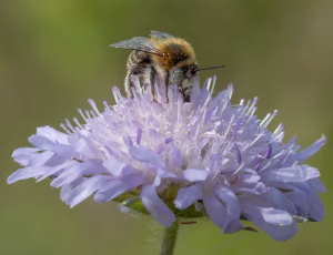 Havevægbi - Anthophora quadrimaculata - Han, , Fotograf Claus Bach.