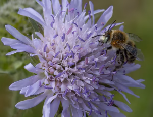 Havevægbi - Anthophora quadrimaculata - Han, , Fotograf Claus Bach.