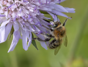 Havevægbi - Anthophora quadrimaculata - Han, , Fotograf Claus Bach.