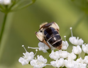 Gulbenet jordbi - Andrena chrysosceles - Hun, , Fotograf Claus Bach.