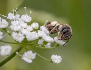 Gulbenet jordbi - Andrena chrysosceles - Hun, , Fotograf Claus Bach.