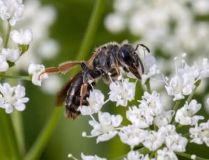 Gulbenet jordbi - Andrena chrysosceles - Hun, , Fotograf Claus Bach.