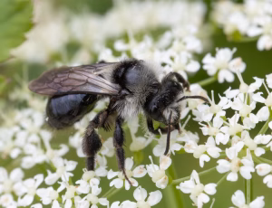 Sorthvid jordbi - Andrena cineraria - Hun, , Fotograf Claus Bach.