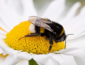 Mørk jordhumle - Bombus terrestris, , Fotograf Claus Bach.