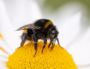 Mørk jordhumle - Bombus terrestris, , Fotograf Claus Bach.