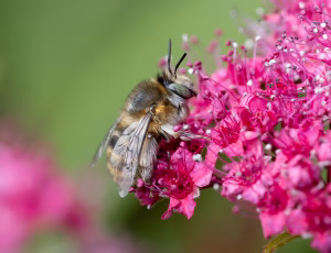 Havevægbi - Anthophora quadrimaculata - Hun, , Fotograf Claus Bach.