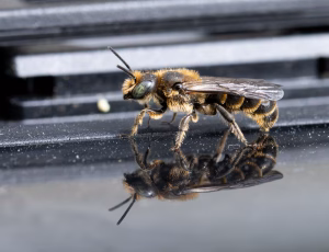 Stor saksebi - Chelostoma rapunculi - Han, , Fotograf Claus Bach.