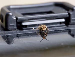 Stor saksebi - Chelostoma rapunculi - Han, , Fotograf Claus Bach.