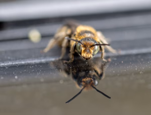Stor saksebi - Chelostoma rapunculi - Han, , Fotograf Claus Bach.