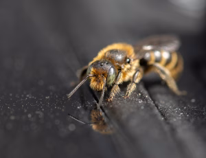 Stor saksebi - Chelostoma rapunculi - Han, , Fotograf Claus Bach.