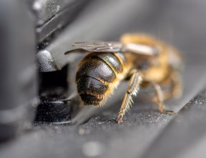 Stor saksebi - Chelostoma rapunculi - Han, , Fotograf Claus Bach.