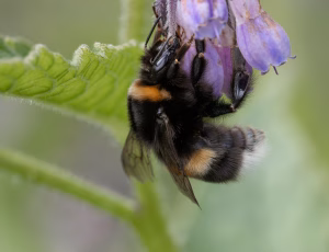 Mørk jordhumle - Bombus terrestris, , Fotograf Claus Bach.