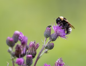 Lys jordsnyltehumle - Bombus bohemicus, , Fotograf Claus Bach.