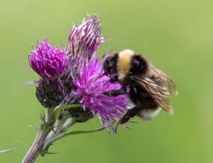 Lys jordsnyltehumle - Bombus bohemicus, , Fotograf Claus Bach.