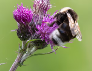Lys jordsnyltehumle - Bombus bohemicus, , Fotograf Claus Bach.