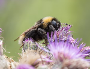 Lys jordsnyltehumle - Bombus bohemicus, , Fotograf Claus Bach.