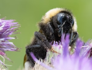 Lys jordsnyltehumle - Bombus bohemicus, , Fotograf Claus Bach.