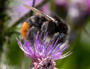 Stenhumle - Bombus lapidarius, , Fotograf Claus Bach.