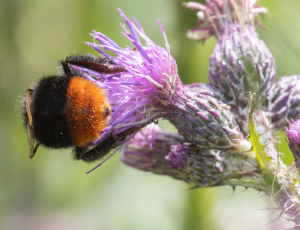 Stenhumle - Bombus lapidarius, , Fotograf Claus Bach.