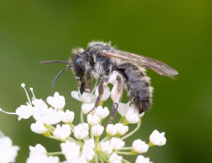 Bredrandet jordbi - Andrena synadelpha, , Fotograf Claus Bach.