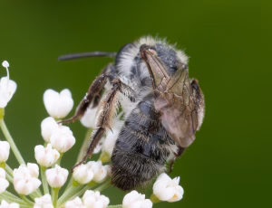 Bredrandet jordbi - Andrena synadelpha, , Fotograf Claus Bach.