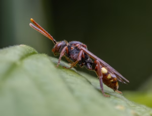 Parkhvepsebi - Nomada panzeri - Hun, , Fotograf Claus Bach.