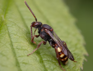 Parkhvepsebi - Nomada panzeri - Hun, , Fotograf Claus Bach.