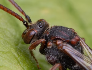 Parkhvepsebi - Nomada panzeri - Hun, , Fotograf Claus Bach.