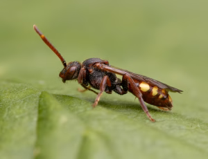 Parkhvepsebi - Nomada panzeri - Hun, , Fotograf Claus Bach.