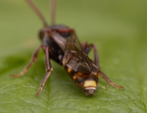 Parkhvepsebi - Nomada panzeri - Hun, , Fotograf Claus Bach.