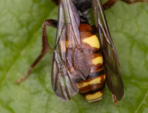 Parkhvepsebi - Nomada panzeri - Hun, , Fotograf Claus Bach.