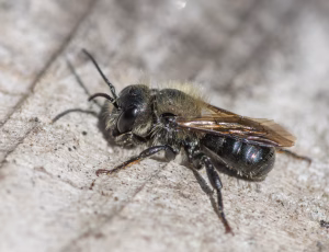 Blå murerbi - Osmia caerulescens - Han, , Fotograf Claus Bach.