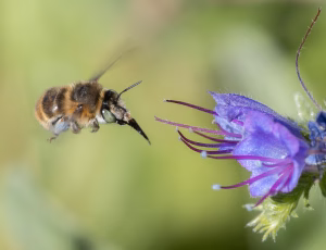 Havevægbi - Anthophora quadrimaculata - Hun, , Fotograf Claus Bach.