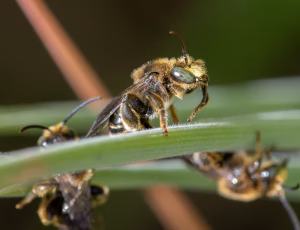 Hvidbenet oliebi - Macropis europaea - Han, , Fotograf Claus Bach.