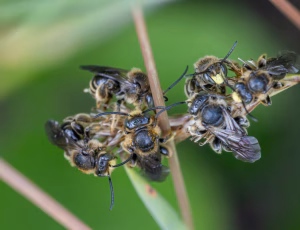 Hvidbenet oliebi - Macropis europaea - Han, , Fotograf Claus Bach.